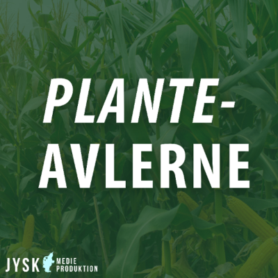 episode Planteavlerne 2025 - E34: Høst, raps og sneglestrategi i marken artwork