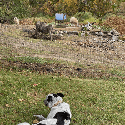 episode Bloody But Unbowed. The Rituals Of Bedlam Farm, The Lessons Of Aging artwork