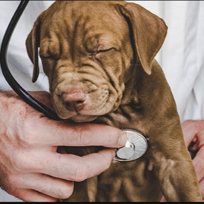 episode Hipertiroidismo en mascotas: una alerta para gatos… y también para perros - Katerine Jara artwork