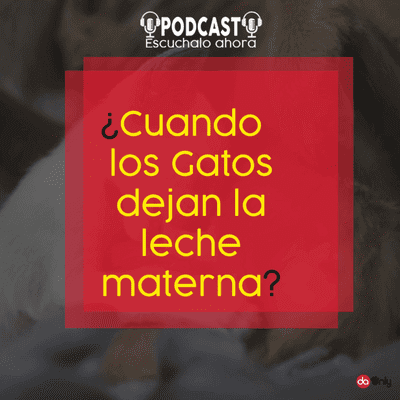 episode Episodio 128: ¿Cuándo los gatos dejan la leche materna? artwork