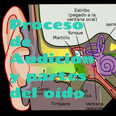 episode Partes y proceso de la Audición_Regla_32_2doC artwork