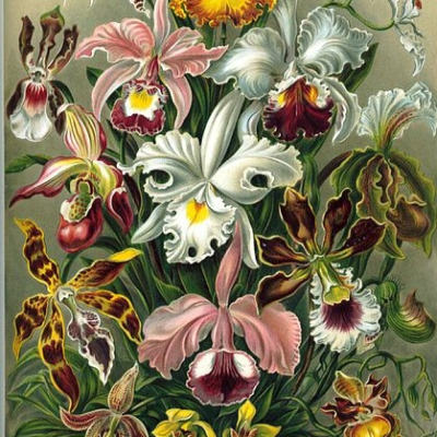 episode Todo tranquilo en Dunwich 51 - Orquídeas siniestras artwork