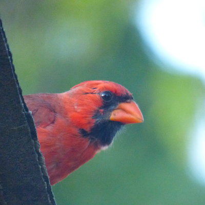 episode 57. Holding Firm to an Open Heart artwork