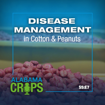 episode Season 5 Episode 7 — Disease Management in Cotton & Peanuts artwork