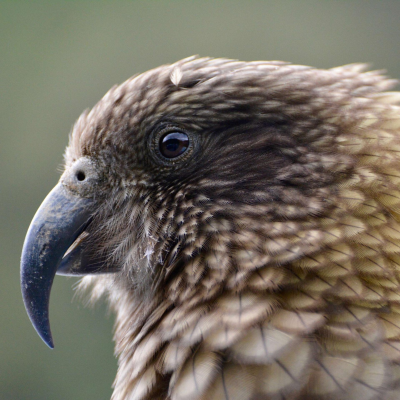 episode Live-Kinderhörspiel | Der Vogel Kakapo - Der Vogel Kakapo artwork