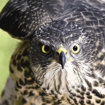 episode Vrije Vogels Ep 11 - Naai er een context banner overheen artwork