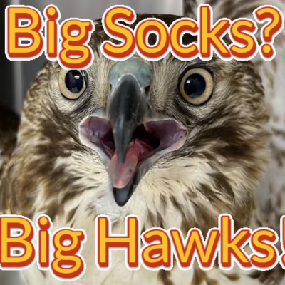 episode Episode 74: Big Socks? Big Hawks! (Red-Tailed Hawk) artwork