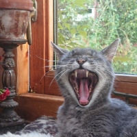 jooooooooooooo