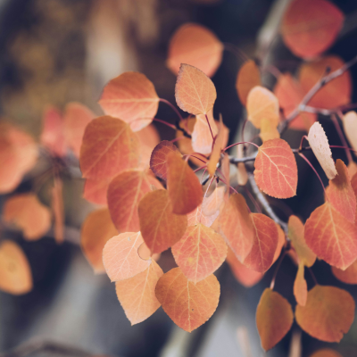 episode Q&A: September 2025 artwork