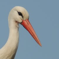 Maarten070