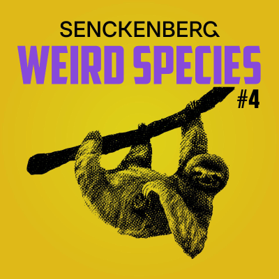 episode Weird Species #4: Choloepus didactylus – Sloth Wisdom artwork
