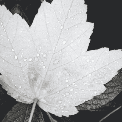 episode Lost Leaf on the Wind artwork