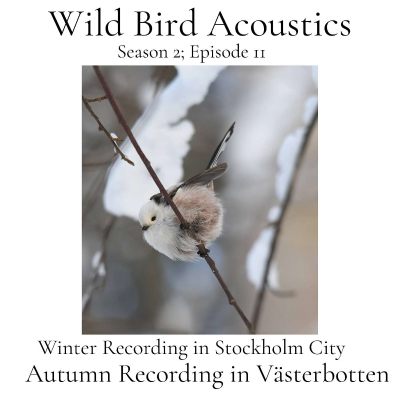 episode Winter Recording in Stockholm City; Autumn Recording in Västerbotten. artwork