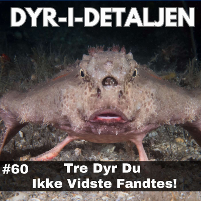 episode #60 Verdens Mærkeligste Dyr - Penis Slanger og Fisk Med Læbestift På! artwork