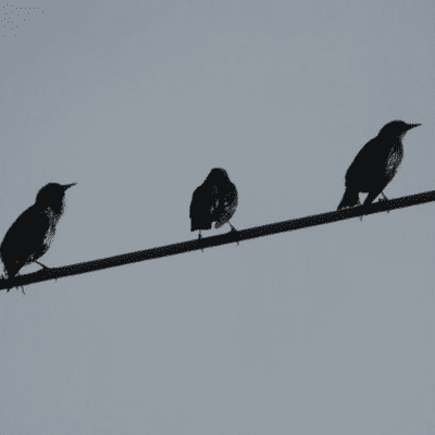 episode POR QUE LOS PÁJAROS NO SE ELECTROCUTAN? artwork