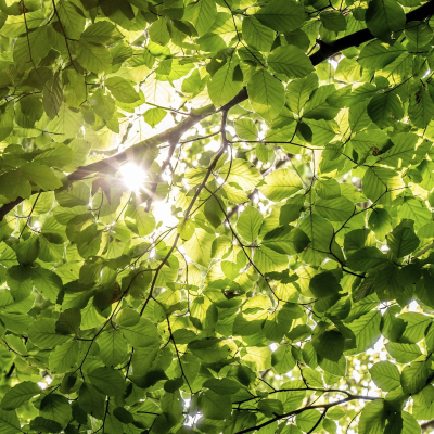 episode Schmerzmittel: Natur artwork