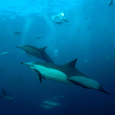 episode US-Kongress - Schutz für Meeressäugetiere ist in Gefahr artwork