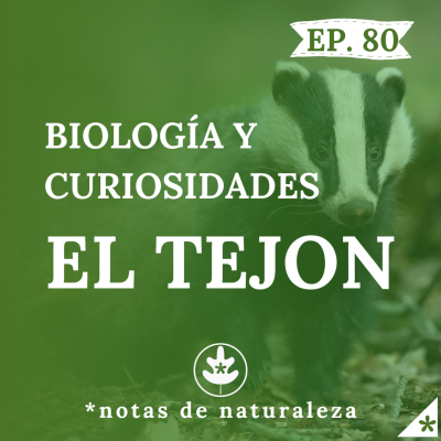 episode El Tejón. Biología y curiosidades #80 artwork
