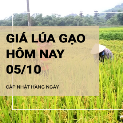 episode Giá lúa gạo hôm nay ngày 05/10/2024: Giá gạo xuất khẩu khởi sắc tăng nhẹ artwork