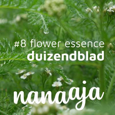 episode #8 Flower Essence ~ Duizendblad artwork