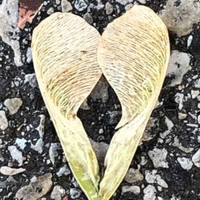 episode The Catherine Thomas Podcast - "Give Love, Find Beauty" artwork