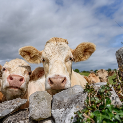 episode Dairy farmers and EU's new environmental standards artwork