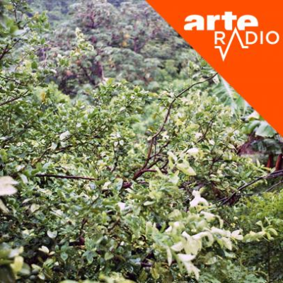 episode Ecouter le monde (3/4) : Rumeur dans la jungle artwork