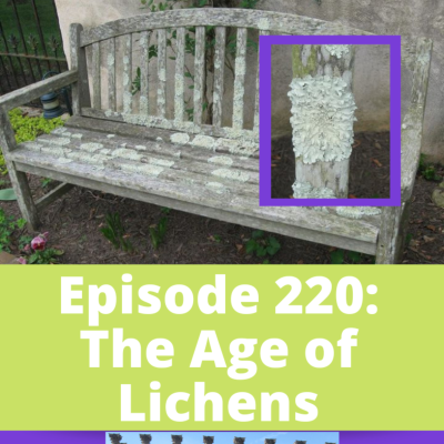 episode The Age of Lichens artwork