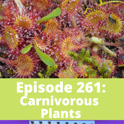 episode Carnivorous Plants artwork
