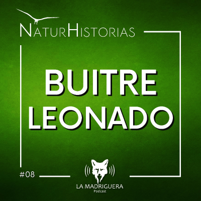 episode #08 - Buitre leonado - Naturhistorias (06/2025) artwork
