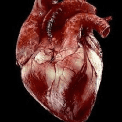 episode ANATOMÍA DEL CORAZÓN ❤️ artwork