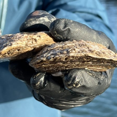 episode Tralee Oyster Fishery artwork