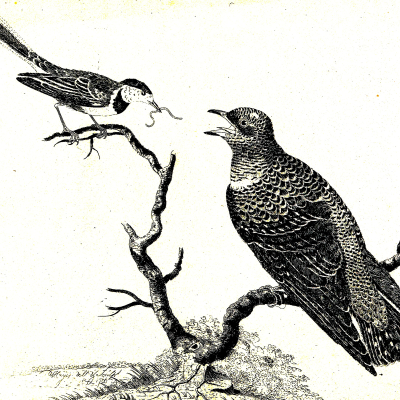 episode Zum Tiktok! Supernormale Attrappen artwork