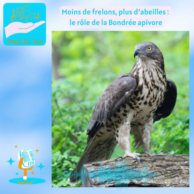 episode Moins de frelons, plus d’abeilles : le rôle de la Bondrée apivore artwork