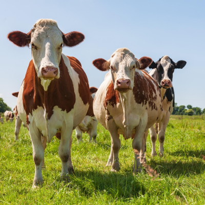 episode Klimasünder Kuh: So gelingt die umweltverträgliche Tierzucht artwork