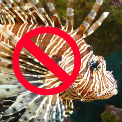 episode Florida Lionfish Festival - Tony Hart FWC artwork