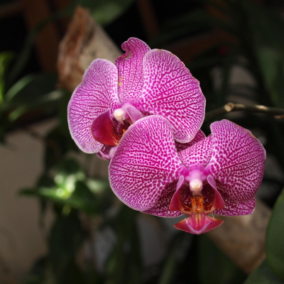 episode Orchideen - Spektakel der Farben und Formen artwork