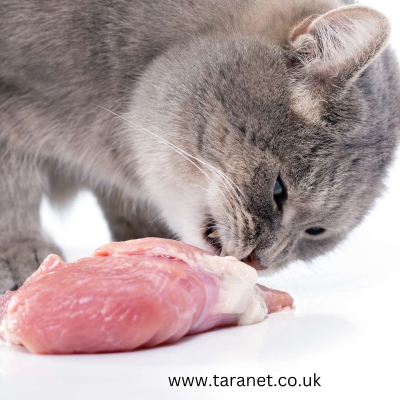 episode Love These Reasons To Change Your Cat's Diet Away From Processed Food artwork