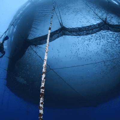 episode Advanced Technology and Aquaculture: Drones and Artificial Intelligence to Make a Difference artwork