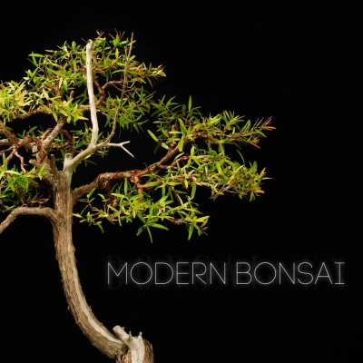 episode Modern Bonsai Episode 24 " Australian Native Bonsai " Ft Stephen Cullum artwork