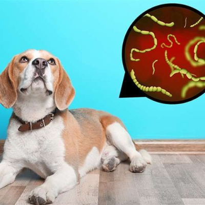 episode Parásitos: un problema para tener presente en los perros artwork