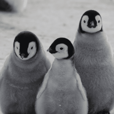 episode Los pingüinos son chidos 🐧 artwork