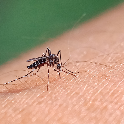episode Diagnostiek naar dengue na vakantie in Europa artwork