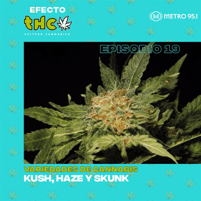 episode Variedades de cannabis: Kush, Haze y Skunk artwork