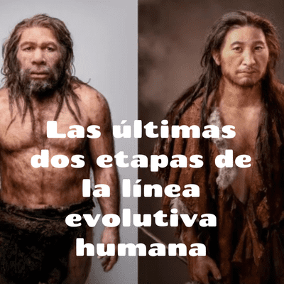 Las últimas dos etapas de la línea evolutiva humana
