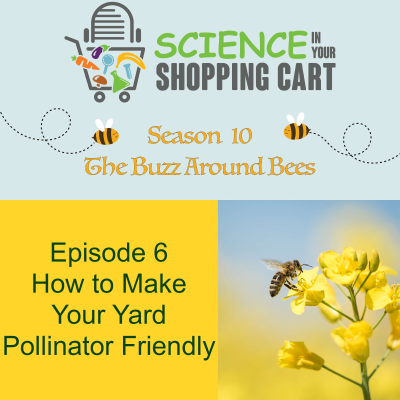 episode Season 10: The Buzz Around Bees | Episode 6: How To Make Your Yard Pollinator Friendly artwork