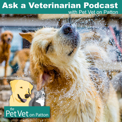 Ask a Veterinarian with Pet Vet on Patton - Asheville, North Carolina's Premiere Animal Hospital