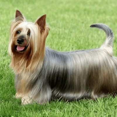 episode Breed Spotlight: Silky Terrier artwork