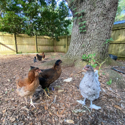 episode AFTER THE SHOW PODCAST: Chickens! artwork