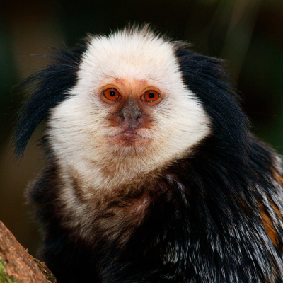 episode Das Pinseläffchen Mitz – und wie es die Welt sah artwork